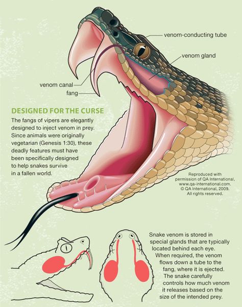 Snake Teeth, Snake Fangs, Snake Facts, Snake Bite, Vet Medicine, Snake Venom, Cute Snake, Snake Art, Survival Life