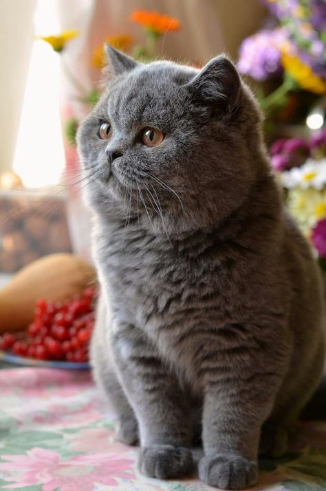 British Cats, British Blue Cat, Chartreux Cat, British Shorthair Cats, Gray Cat, Gorgeous Cats, Cat Pose, British Shorthair, Fluffy Animals