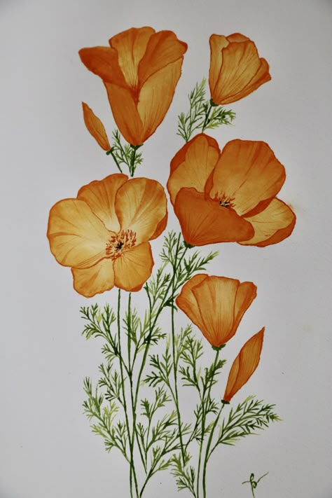 California Poppies Drawing, California Poppy Flower Drawing, California Poppy Painting Acrylic, Golden Poppy Drawing, California Poppies Painting, Coreopsis Drawing, California Poppy Illustration, Ladybug Farm, Poppy Botanical Illustration