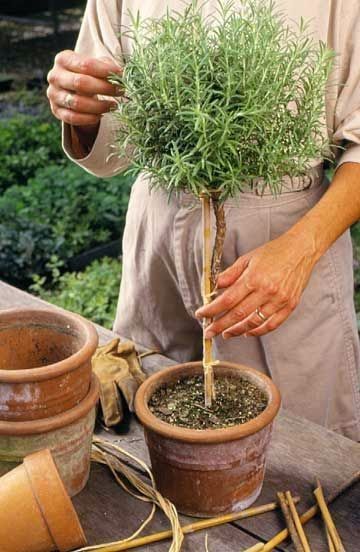 Rosemary topiary / standard (instructions) | Better Homes and Gardens Rosemary Topiary, Tuscan Garden, Pot Plants, Have Inspiration, Summer Plants, Garden Care, Shade Garden, Herb Garden, Garden And Yard