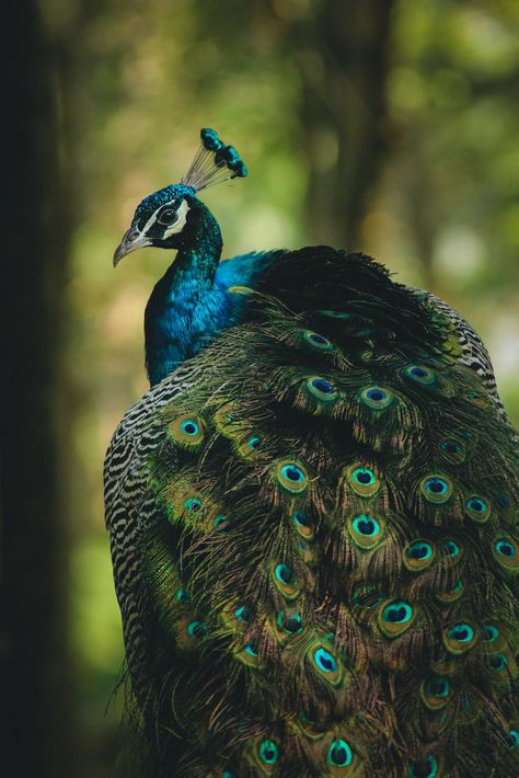 Peacock Images, Peacock Photos, Peacock Wallpaper, Peacock Pictures, Peacock Painting, Animal Wallpaper, Bird Photography, Animal Quotes, Nature Aesthetic