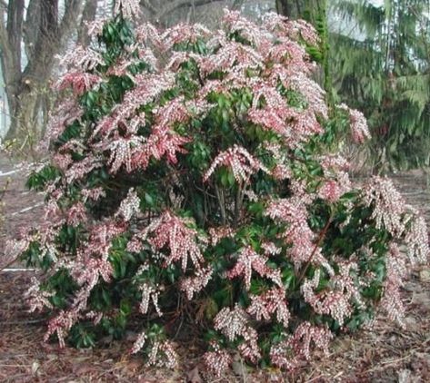 These tips on growing Pieris Japonica are the best! I love that it adds interest to the garden all year round. Now I know what to plant in the shady part of my backyard! Definitely pinning! | How To Grow Japanese Pieris Japanese Pieris, Pieris Japonica, Foundation Planting, Front Landscaping, Garden Shrubs, Evergreen Shrubs, Ornamental Plants, Shade Plants, Trees And Shrubs