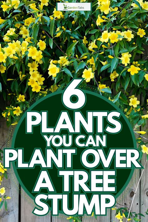 6 Plants You Can Plant Over A Tree Stump - GardenTabs.com Decorate Tree Stump Ideas, Planting In Tree Stumps, Mendoza, How To Hide Tree Stumps, How To Hide A Tree Stump Front Yards, Planting Around A Tree Stump, Planting Flowers In Tree Stumps, Plants In Tree Stumps, Tree Stump Flowers