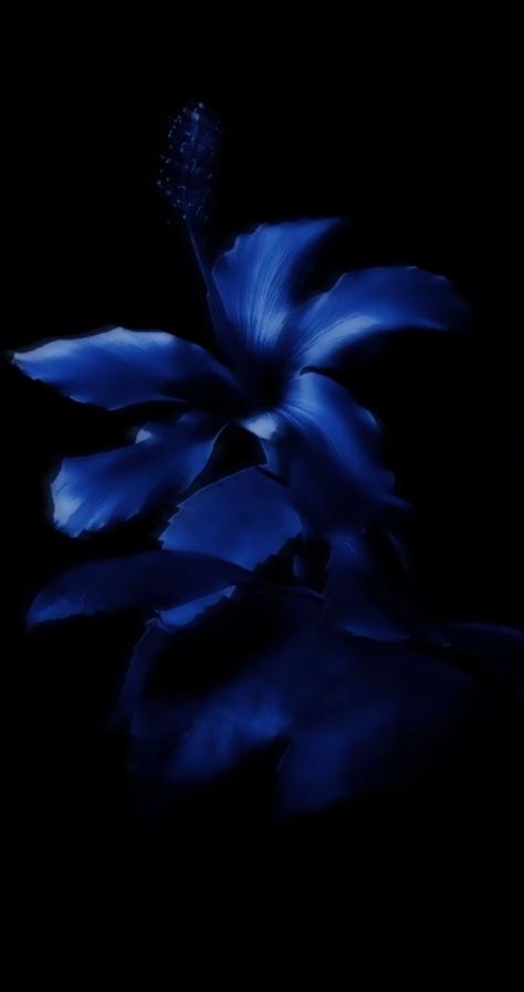 Hibiscus Flower Wallpaper Aesthetic, Flower Lockscreen, Windows Xp Wallpaper, Black And Blue Wallpaper, Flowers Black Background, Blue Aesthetic Dark, Dark Blue Flowers, Blue Flower Wallpaper, Dark Blue Wallpaper