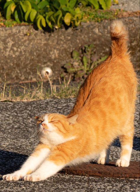 Cats Reference Photos, Cats Poses Reference, Orange Fall Aesthetic, Cat Pose Reference, Cat Reference Photo, Stretching Cat, Cat Stretching, Cats Art Drawing, Cat Anatomy