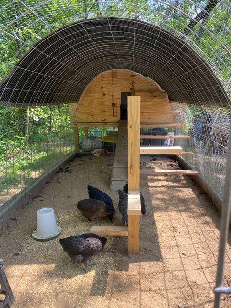 Cattle Panel Coop, Hoop House Chicken Run, Round Top Chicken Coop, Hexagon Chicken Coop, Hoop Chicken Run, Chicken Coop Hoop House, Cattle Panel Chicken Run, Chicken Hoop Coop, Cinder Block Chicken Coop