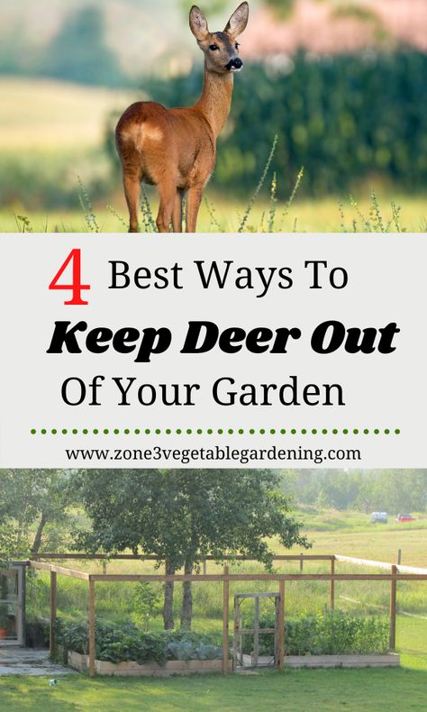 Backyard Garden Deer Proof, Fence To Keep Deer Out Of Garden, Garden Fence For Deer, Garden Fence Ideas To Keep Deer Out, Deer Fenced Garden, Easy Fence For Garden, Deer Proof Fence, Fence Around Vegetable Garden, Garden With Deer Fence