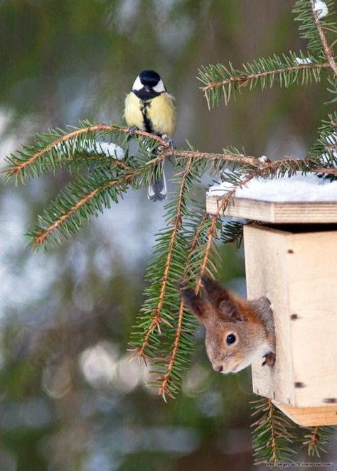 A Squirrel, Bird Feeder, Sweet Animals, Animal Photo, Pine Tree, Animals Friends, Beautiful Creatures, Beautiful Birds, Bird Houses