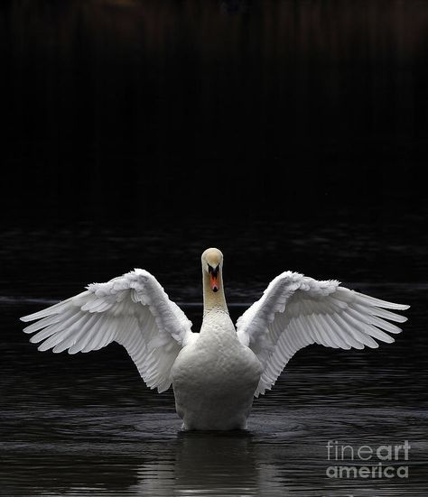 Swan Front View, Swan Wings Drawing, Swan Editorial, Bird Wings Tattoo, Song Bird Tattoo, Swan Flying, Songbird Tattoo, Flying Swan, Songs Ideas