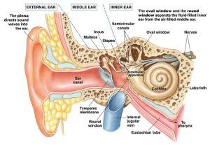 Histological organization of vestibular apparatus, Hearing importance & body Equilibrium | Science online Eustachian Tube Dysfunction, Blocked Ears, Physician Assistant School, Ear Anatomy, Facial Nerve, Middle Ear, Human Ear, Hearing Problems, Associate Degree