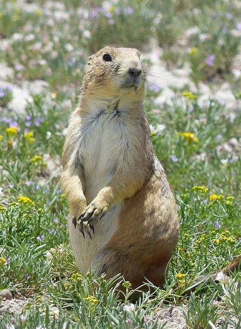 Cute Animal Tattoos, Prairie Dogs, Tattoo Nature, American Animals, Prairie Dog, Pets Drawing, Nature Wallpapers, Curious Creatures, Wildlife Photos