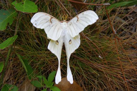 Luna Moth by B A Bowen Photography, via Flickr Leucistic Luna Moth, Luna Moth Aesthetic, White Luna Moth, Moth Photography, Pretty Moths, White Moth, Cute Moth, Albino Animals, Moth Caterpillar