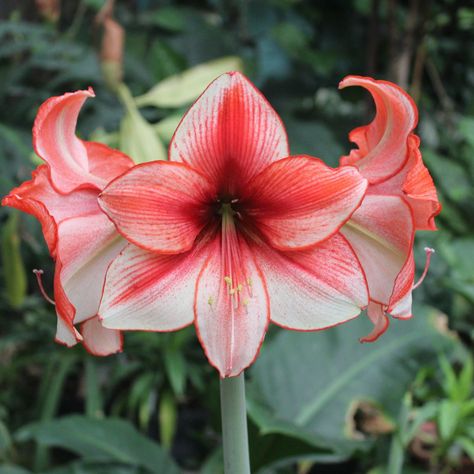 White & Ruby Heart Amaryllis For Sale | Amaryllis Temptation – Easy To Grow Bulbs Oxalis Versicolor, Pink Amaryllis, Rain Lily, Wood Sorrel, Amaryllis Flowers, Amaryllis Bulbs, Lily Bulbs, Ruby Heart, Red Petals