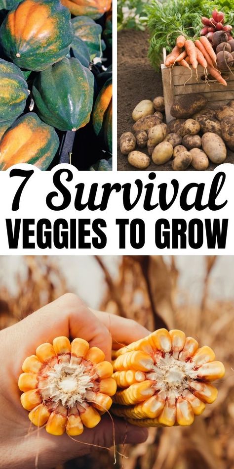 Prepper Garden, Growing Spices, Survival Garden, High Calorie, Home Grown Vegetables, Grow Food, Organic Vegetable Garden, Survival Gardening, Organic Gardening Tips