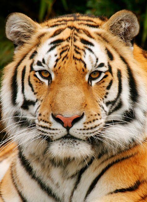 Wild Animals Photography, Orange Tiger, Tiger Skin, Eyes Wallpaper, Lovely Creatures, Watch Photo, Iphone 5 Case, Cute Creatures, Pictures Images