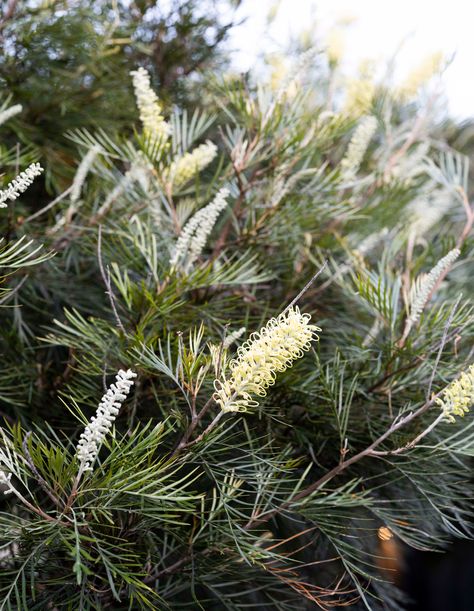 A Coastal Garden That Revives The Native Landscape Front Garden Landscaping, Front Garden Ideas, Australian Garden Design, Coastal Landscaping, Bush Garden, Coastal Garden, Australian Natives, Australian Native Garden, Garden Magic