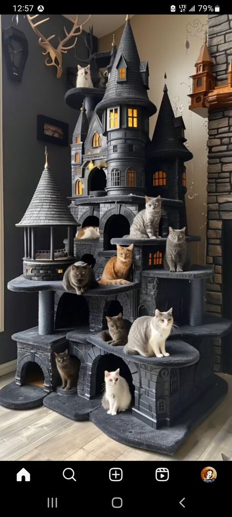 Katt Grejer, Chat Diy, Cat Castle, Cat House Diy, Cat Towers, Pet Spaces, Söt Katt, Image Chat, March 5