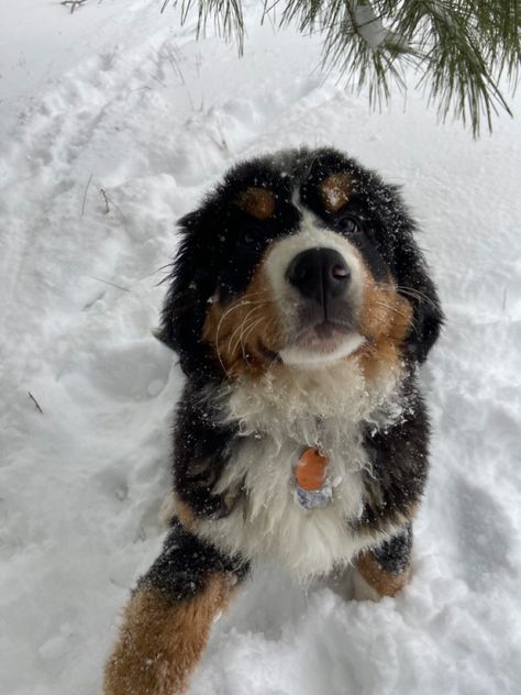 Barnes Mountain Dog, Bernese Mountain Dog Christmas, St Bernese, Bernese Mountain Dog Aesthetic, Bernice Mountain Dog, Bernese Puppy, Dog Winter, Pretty Dogs, Best Dog Breeds