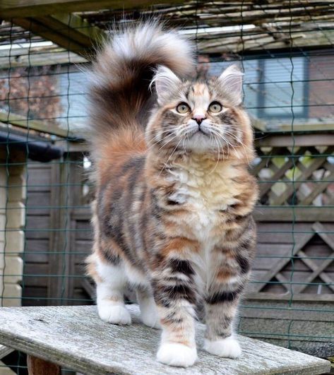 Creaturi Mitice, Söpö Kissa, Exotic Cats, Siberian Cat, Most Beautiful Cat, Gorgeous Cats, Most Beautiful Cat Breeds, Cute Cats Photos, Beautiful Cat Breeds