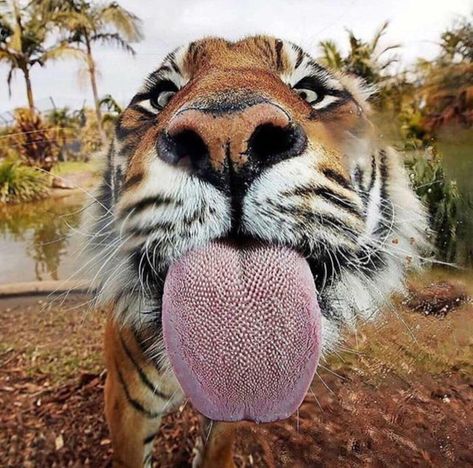 A tiger’s tongue - 9GAG Simple Happiness, Drawing Animals, Beautiful Scenes, Cute Tigers, A Tiger, Appaloosa, Quarter Horse, Beautiful Animals, Sweet Animals