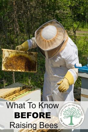 Raising bees can be a fun and rewarding part of homesteading. Here are some things you need to know BEFORE you get started. The Homesteading Hippy Nyttige Tips, Bee Hive Plans, Backyard Bee, Beekeeping For Beginners, Raising Bees, Backyard Beekeeping, Bee Farm, Bee Keeper, Beginner Books