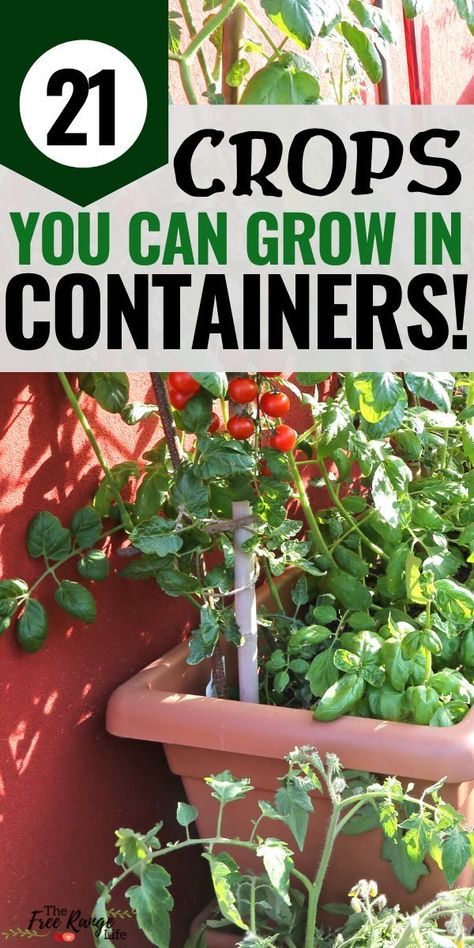 Growing In Containers, Gemüseanbau In Kübeln, Growing Vegetables In Pots, Bucket Gardening, Container Vegetables, Survival Gardening, Container Gardening Vegetables, Home Vegetable Garden, Apartment Garden