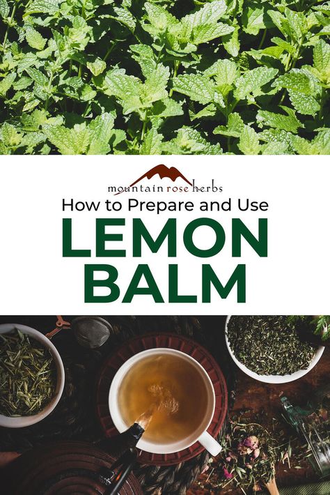 Lemon Balm Benefits, Lemon Balm Uses, Lemon Balm Recipes, Lemon Balm Tincture, Medicinal Herb Garden, Melissa Officinalis, Lemon Balm Tea, Lemon Balm Extract, Medicinal Herbs Garden