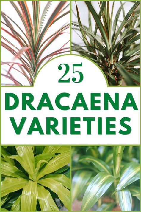 Dracaena Varieties Corn Plant Dracaena, Indoor Tropical Plants Houseplant, Tropical Indoor Plants Houseplant, How To Care For Dracaena Plant, Dracaena Fragrans Plant Care, Dracaena Plant Care Houseplant, Tropical House Plants Indoor, Dracena Plant Types, Dracaena Plant Types