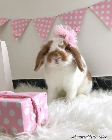 Chloè & Tommy on Instagram: “Happy First Birthday my baby🐰🎂#happybirthday my boyfriend @arthur_le_lapin . . . . . . #vsco #hollandlop #rabbitstagram #bunnystagram…” Bunny Photoshoot, Birthday Rabbit, Birthday Bunny, Bunny Room, Rabbit Birthday, Happy First Birthday, Bun Bun, Bunny Birthday, Pet Rabbit