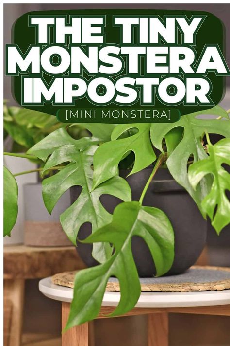 The Rhaphidophora Tetrasperma's climbing nature and the unique leaf fenestration make it resemble a Monstera, leading to its popular nickname. Mini Monsteras are generally low-maintenance and easy to grow indoors. They have long stems and are climbers by nature, so they will thrive if provided with a support to climb, such as a trellis, wall, or stick. Mini Monstera Trellis, Mini Monstera Plant Climbing, Monstera Climbing Wall, Monstera Care, Trellis Wall, Mini Monstera, Rhaphidophora Tetrasperma, Monstera Obliqua, Orchid Bark