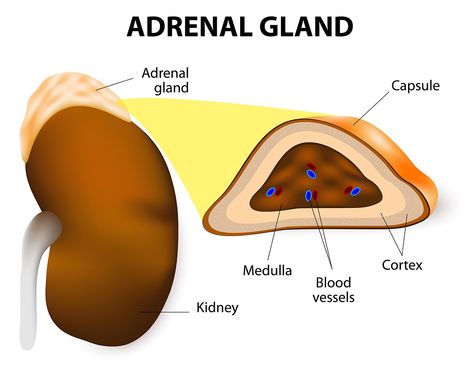 Adrenal Medulla, Adrenal Fatigue Recovery, Adrenal Gland, Adrenal Cortex, Adrenal Fatigue Symptoms, Addisons Disease, Adrenal Health, Adrenal Glands, Thyroid Hormone