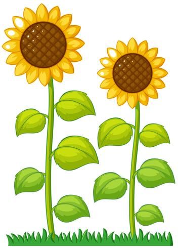 Sun Flower Garden, Flower Garden Drawing, Sunflower Illustration, Sunflower Images, Sunflower Clipart, School Wall Art, Garden Illustration, Sun Flowers, Garden Drawing