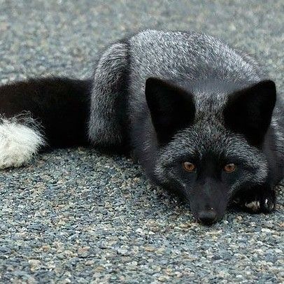 Silver Fox:  melanistic form of red. Great variation: completely black except for white on tail tip; bluish-grey; ashy, reddish grey on sides.  Legs, tail, ears muzzle always black. Historically, among the most valued furbearers  ..>cjk Silver Fox Therian, Silver Fox Animal, Black Foxes, Melanistic Animals, Silver Foxes, Black Fox, Grey Fox, Pet Fox, Wild Dogs