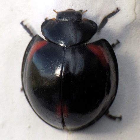 Black Ladybug | Black Ladybug? - Axion tripustulatum Beetle Images, Ladybug Meaning, Red Bugs, Ladybug Picnic, Black Ladybug, Cool Insects, Insect Collection, Lady Luck, Lady Bugs