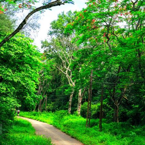 #OriginTravel offers a unique opportunity to experience the butterfly season in Cuc Phuong National Park. With their expert guides, visitors can explore the park's butterfly garden and learn about the different species of butterflies that inhabit the area In addition to the butterfly garden, visitors can also take a trek through the park's dense forest, where they may spot other wildlife such as langurs, macaques, and porcupines. Cuc Phuong National Park, The Butterfly Garden, Dense Forest, Travel Packages, Butterfly Garden, Tour Packages, Hanoi, Historical Sites, National Park