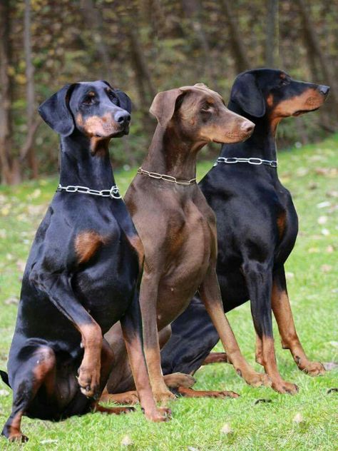 Doberman natural ears Doberman Pinscher Natural Ears, Doberman Puppies, Doberman Pinscher Puppy, Ears And Tail, Doberman Pinscher Dog, Scary Dogs, Dangerous Dogs, Doberman Puppy, Doberman Dogs