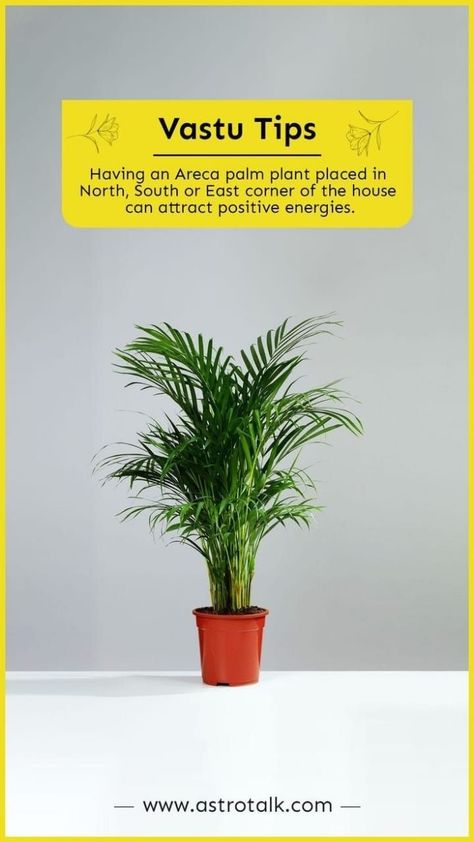 Vastu Elements, Vastu Sastra, Indoor Plants Decor Living Room, Sanskrit Mantras, House Vastu, Jyotish Remedy, Abundance Images, Plants Living Room, Sanskrit Names