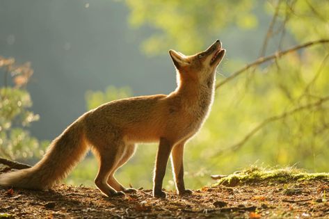 Foxes Photography, Forest Wall Mural, Red Pictures, Wildlife Photos, Autumn Forest, Red Fox, Side View, Animal Photography, Animal Drawings