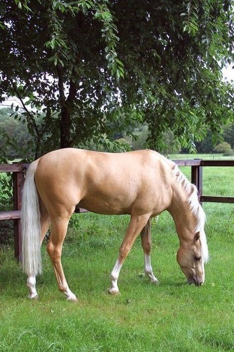 A palomino horse grazing Cavalo Palomino, Palomino Horses, Horse Coat Colors, Horse Pics, Palomino Horse, Horse Inspiration, Akhal Teke, Horse Aesthetic, Most Beautiful Horses