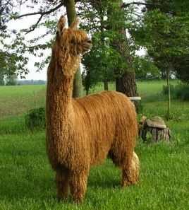 North American Suri Company to buy alpaca wool Alpaca Drawing, Alpaca My Bags, Alpaca Farm, Llama Alpaca, Suri Alpaca, Mini Horse, Cute Posts, Kittens And Puppies, Alpaca Yarn