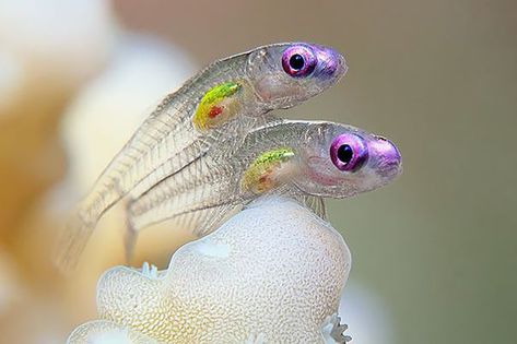 Transparent Fish Goby Fish, Transparent Fish, Dog Portraits Art, Beautiful Sea Creatures, Underwater Photos, Photography Contests, Beautiful Fish, Ocean Creatures, Marine Animals