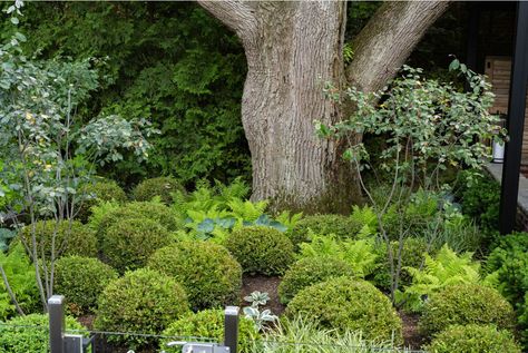 "A majestic oak tree, protected by Toronto Tree Protection Zone (TPZ) by-laws, shaded the property and gave it an air of privacy and serenity, which became a focal point of what was to become a 2024 national award-winning design."

Read more about bringing this award-winning design to life on our blog.

#landscapedesign #maturetree #gardendesign #planting #nativeplanting #perennialplanting #shrubs #garden #oaktree #treeprotection #design #awardwinningdesign #privacyplanting #urbanbackyarddesign Oak Tree Garden, Best Landscape Design, Tree Protection, Custom Backyard, Urban Backyard, Leisure Pools, Sloped Backyard, Best Landscape, Red Brick House