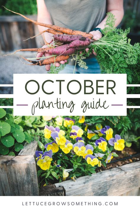 Learn all the delicious fall vegetables you can plant this month in the greater Austin area. October Planting Guide, What To Plant In October, October Planting, Lettuce Grow, October Is Here, Planting Guide, Fall Vegetables, Zone 9, Vegetable Gardening