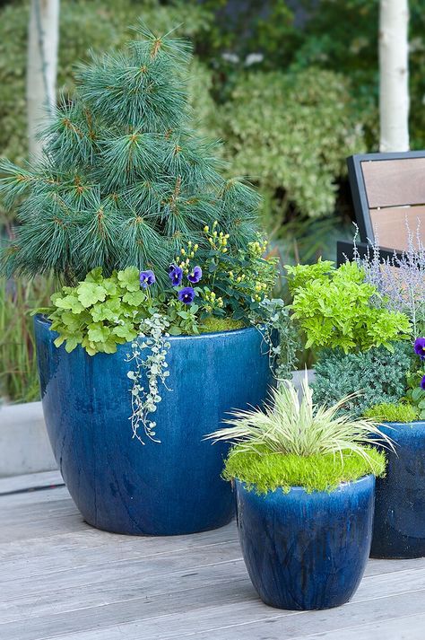 blue-planters-on-deck-102293100 Blue Outdoor Planters, Colorful Outdoor Planters, Blue Plant Pots, Blue Flower Pots, Paint Garden Pots, Blue Pots, Outdoor Deck Decorating, Compact Apartment, Outdoor Planter Ideas