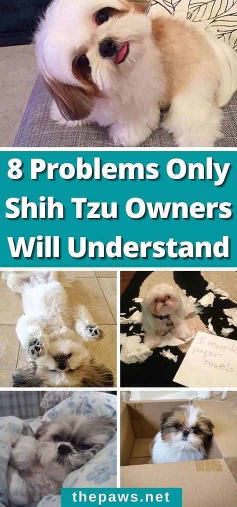 Every Shih Tzu owner can relate. There's never a dull day with a Shih Tzu at home. Shitzu Funny, Shitzu Dogs Haircuts, Toy Shih Tzu, Shih Tzu Puppy Training, Dog Grooming Shih Tzu, Shih Tzu Puppy Cut, Dogs Coat, Shih Tzu Haircuts, Chien Shih Tzu