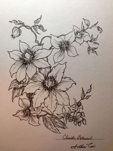 Clematis Botanical Illustration, Clematis Tattoo Ideas, Clematis Flower Drawing, Clematis Flower Tattoo, Clematis Drawing, Clematis Tattoo, Steampunk Flowers, Vine Drawing, Tattoo For Boyfriend