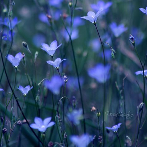 Nice :0) Flowers Photography Beautiful, Indigo Flower, Wild Indigo, Trendy Flowers, Growing Flowers, Flower Field, Amazing Flowers, Love Flowers, Flowers Photography