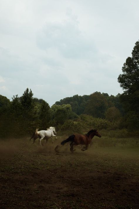 Horse in the wild forest Horse Asethic Pictures, Wild Horse Aesthetic, Horse In Forest, Horse Forest, Ted Hughes, Wild Horses Running, Horse Aesthetic, Wild Forest, Equestrian Lifestyle