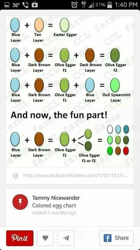 Egg chart Egg Incubation Chart, Easter Egger Chicken Eggs, Egg Chart, Lavender Orpington, Incubating Chicken Eggs, Chicken Egg Colors, Laced Wyandotte, Pink Eggs, Easter Egger Chicken