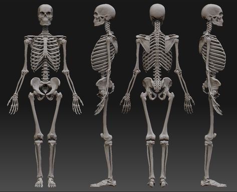 Skeleton Study - ZBrushCentral Skeleton Reference, Human Skeleton Anatomy, Skeleton Body, Anatomy Bones, Skeleton Anatomy, Skeleton Model, Skeleton Drawings, Human Body Anatomy, Human Anatomy Drawing